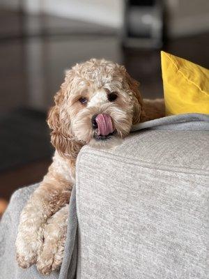 Foothill Farms Veterinary Hosp