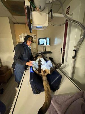 West Main Animal Hospital