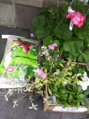 Garden Center Giodies!