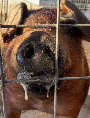 "El Pork Chapo" 2022 Reserve Grand Champion TC Show Pig ...Love you Chapo!