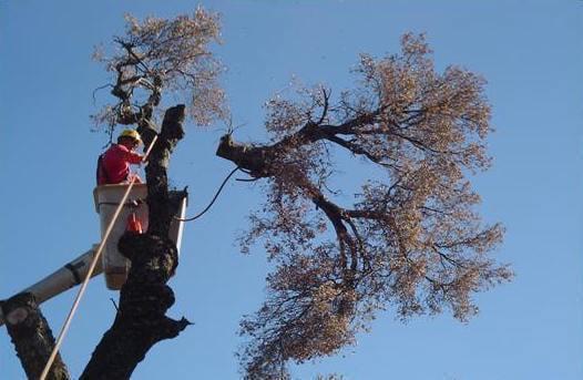 Marcell Landscaping and Tree Service