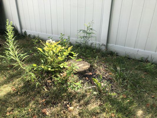 SCH Tree And Stump Removal