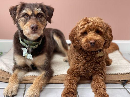 Jake’s Dog Walking and Pet Care