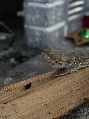 Patricia's Pet Shop & Grooming