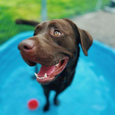 Paula’s Pet Paradise