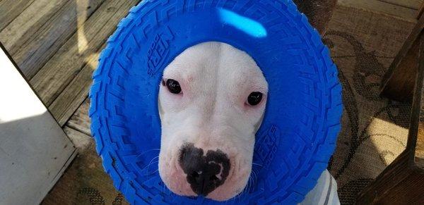 Animal House Pet Sitting