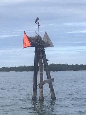 loved seeing the osprey nests up close.  Saw a lot of them munching on fish for breakfast.