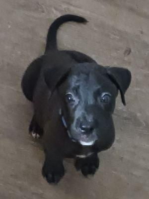 Hometown Pet Care Center Florida