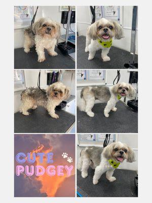 Happy Paws Bright Smiles