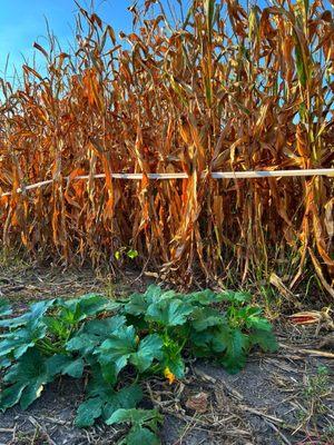 Borzynski's Farm Market