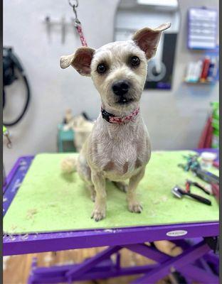 The Savannah Groom Room