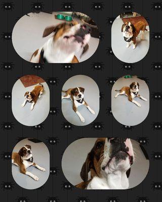 Amy's Adorable Pet Salon