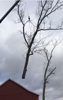 Alpine Tree Specialists