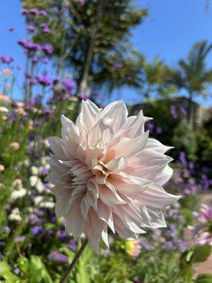 Sherman Library & Gardens