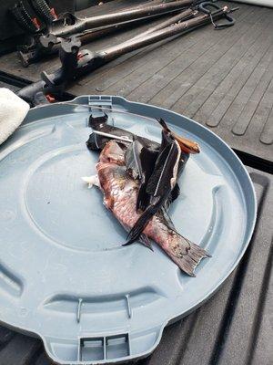 Top Shot Spearfishing - Maui