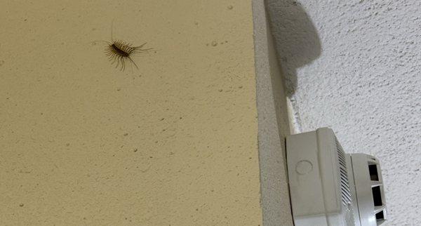 Centipede sharing our room