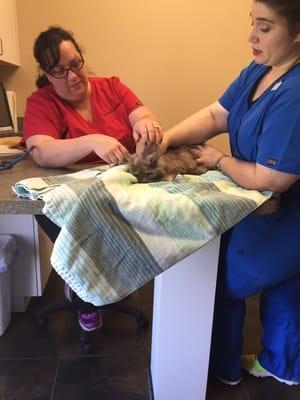 Dr Jennifer with our wild Lil Grey!