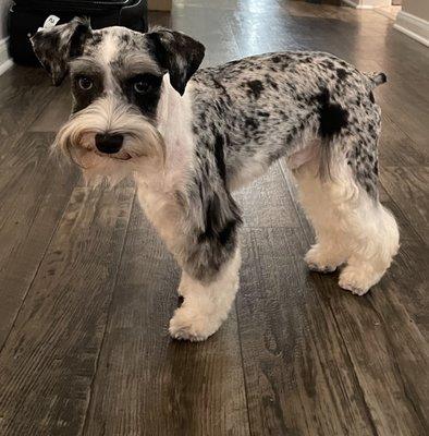 Diamonds In The Ruff