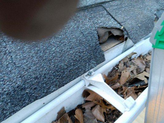 Alco Animal & Pest Control