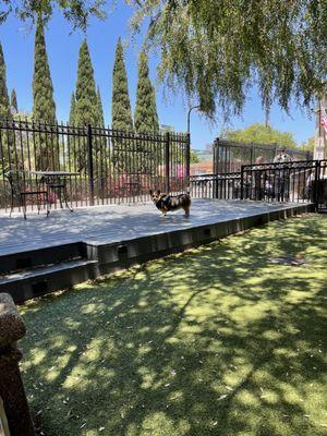 Little dog section at little Italy DP