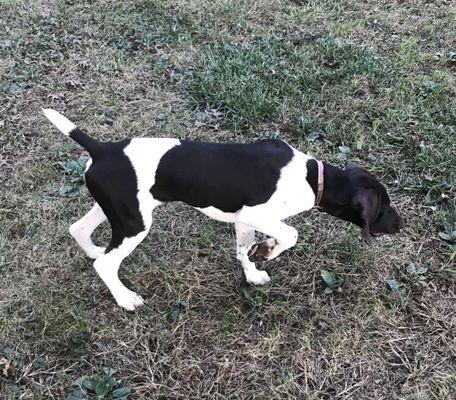 Willow Creek Kennels