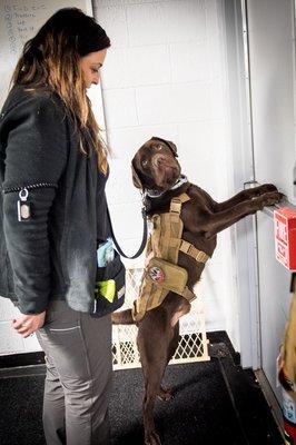 Tail Waggers Academy