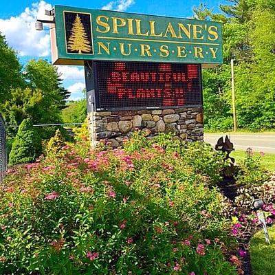 Spillane's Nursery