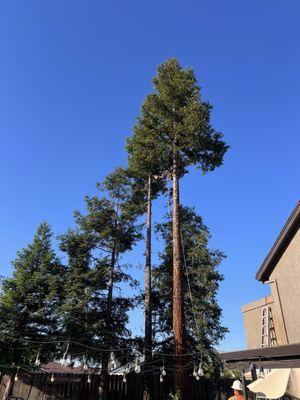 Antonio Hidalgo's Tree Service