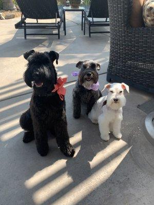 Carol's Pet Grooming