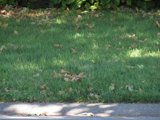 204 Paseo Arboles. Leaves from a huge tree that usually doesn't drop leaves in June. Remax doesn't care.