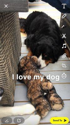 Dogwood Park Animal Clinic