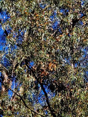 Monarchs at Natural Bridges