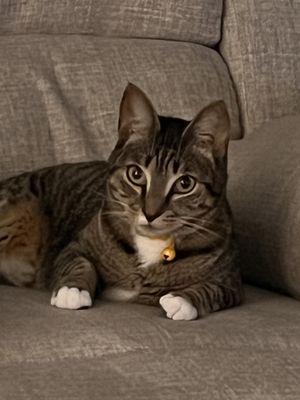 Humane Society of Sarasota County