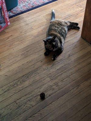 Wellsville Veterinary Hospital