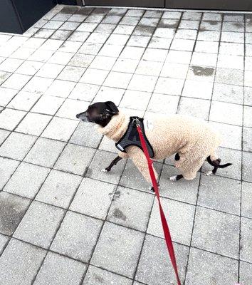 Remy out for a strut!