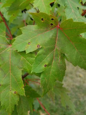 Tar Spot disease is multiplying quickly.