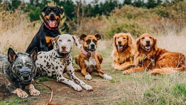 Scenic Heights Canine Obedience Training