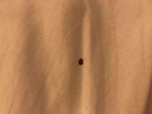 Bed bugs!!