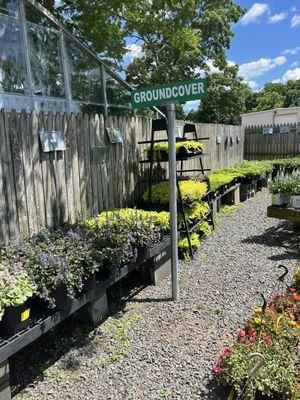 Part of groundcover section