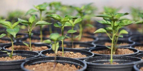 Taylor's Blueberry Farm