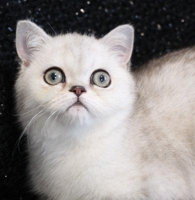 The Scaredy Cat Hospital