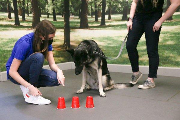 Town House For Dogs & Cats