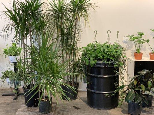 Trendy indoor plants.