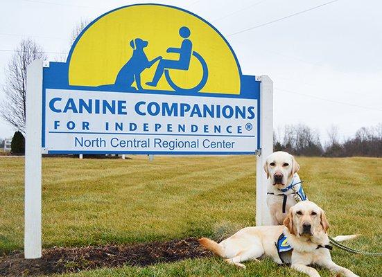Canine Companions