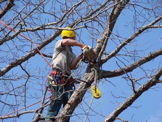 Bronx Tree Pro-Tree Removal, Cutting & Trimming Service
