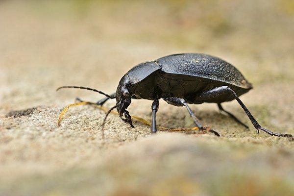 Bugs bothering you? Contact Armor Pest Control today!