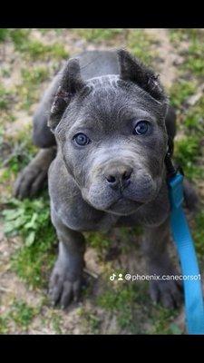 Cane corso puppy