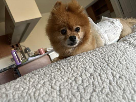 Natalia's Pet Beauty Salon