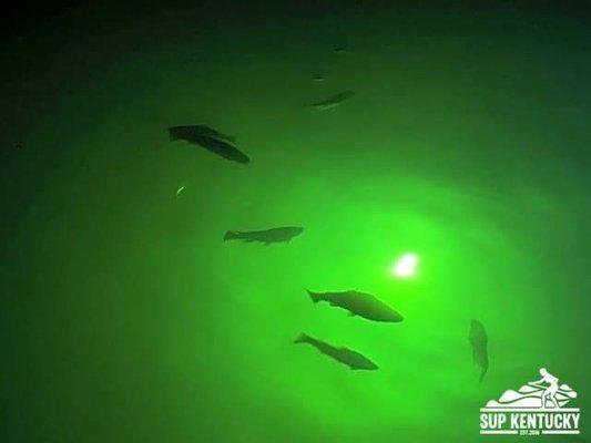 A+ Wallaces Termite & Pest Control