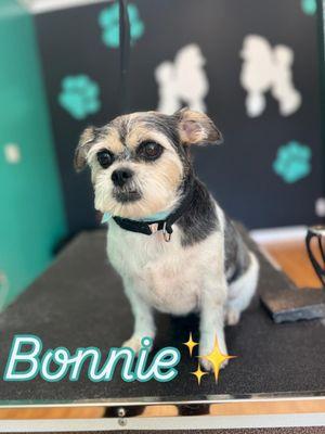 Woofs & Paws Pet Spaw